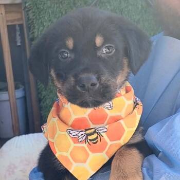 Mixed Breed Dogs Available for Adoption - Sardine | PetCurious