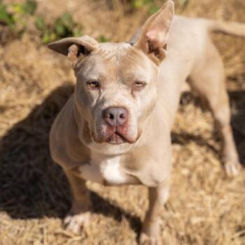 Mocca -  Pit Bull Terrier and Mixed Breed Dog for Adoption in Portland, Oregon - Mocca | PetCurious