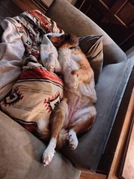 Lulu -  Collie Dog for Adoption in Dublin, Ohio - Lulu | PetCurious