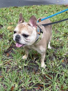 French Bulldog Dogs Available for Adoption in Margate, Florida - PAULINE | PetCurious