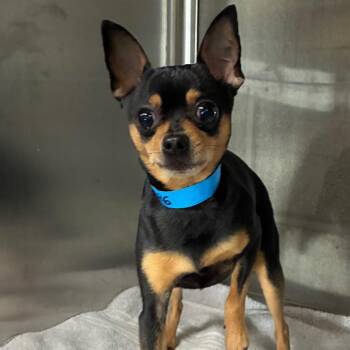 Shazam -  Affenpinscher Dog for Adoption in Yuma, Arizona - Shazam | PetCurious
