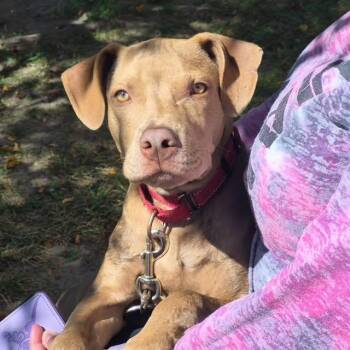 Harvey -  Labrador Retriever Dog for Adoption in Williston, Vermont - Harvey | PetCurious