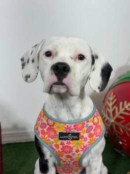 Rescue Beagle and Corgi Dogs for Adoption in Carlsbad, California - Pumpkin | PetCurious