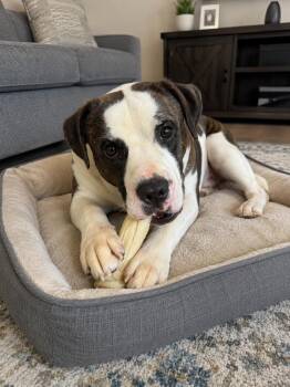 Barney -  Boxer and American Bulldog Dog for Adoption in Las Vegas, Nevada - Barney | PetCurious