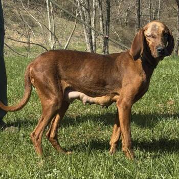 Redbone Coonhound Dogs Available for Adoption in Washington, District Of Columbia - Lovey | PetCurious