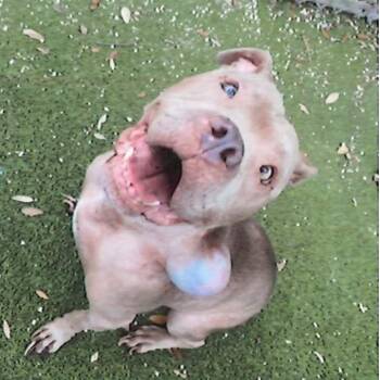 Pit Bull Terrier Dogs Available for Adoption in Austin, Texas - Georgiana | PetCurious