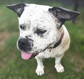Confetti(HW+) -  English Bulldog and Mixed Breed Dog for Adoption in Conway, South Carolina - Confetti(HW+) | PetCurious