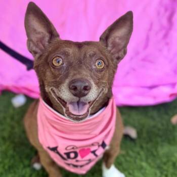 Chihuahua and Miniature Pinscher Dogs Available for Adoption in Rowland Heights, California - ANNIE | PetCurious
