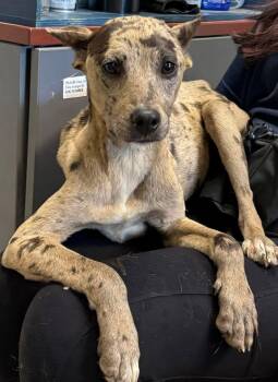 Hound and Pit Bull Terrier Dogs Available for Adoption in Rustburg, Virginia - Jasmine - At Shelter Available 6/6 | PetCurious