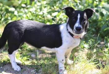 Alberta in NH. Come Meet our Adoptable Dogs Wednesday-Saturday.  -  Corgi Dog for Adoption in Manchester, New Hampshire - Alberta In NH. Come Meet Our Adoptable Dogs Wednesday-Saturday.  | PetCurious