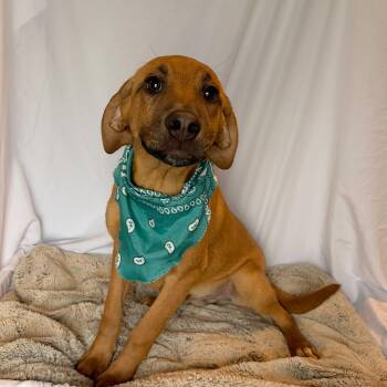 Mixed Breed Dogs Available for Adoption in Canal Winchester, Ohio - Quartz | PetCurious