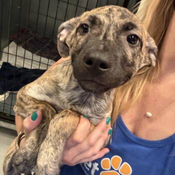 Sleepy -  Mixed Breed Dog for Adoption in Bend, Oregon - Sleepy | PetCurious