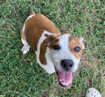 Rescue Beagle and Australian Cattle Dog Blue Heeler Dogs for Adoption in Valley Park, Oklahoma - Charlie | PetCurious