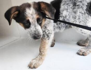 Australian Cattle Dog Blue Heeler Dogs Available for Adoption - A650634 | PetCurious
