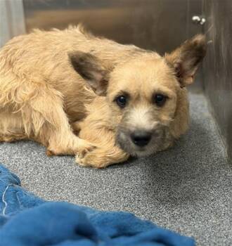ZUMA -  Mixed Breed Dog for Adoption in Dallas, Texas - ZUMA | PetCurious