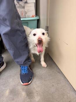 Jack Russell Terrier Dogs Available for Adoption - Milo | PetCurious