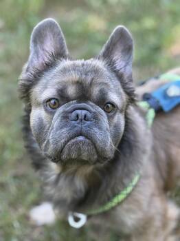 French Bulldog Dogs Available for Adoption in Meherrin, Virginia - Bernard | PetCurious
