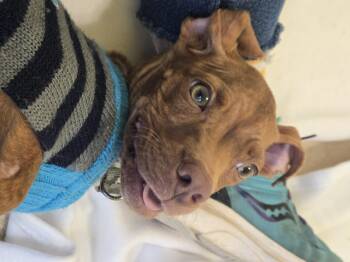 Rescue Mixed Breed Dogs for Adoption in Reisterstown, Maryland - Dobbie | PetCurious
