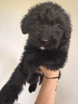 Goldendoodle and Shepherd Dogs Available for Adoption in Indian Springs Village, Alabama - Taylor | PetCurious