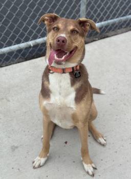 Tito -  Mixed Breed Dog for Adoption in Hackensack, Minnesota - Tito | PetCurious