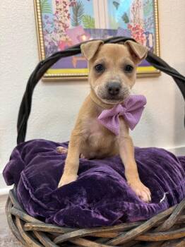 Pit Bull Terrier and Labrador Retriever Dogs Available for Adoption - Hannah Baby Princess | PetCurious