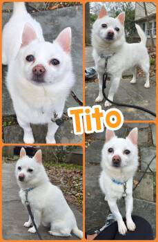 Pomeranian and Chihuahua Dogs Available for Adoption - Tito | PetCurious