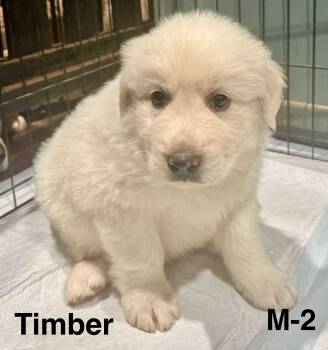 Rescue Great Pyrenees Dogs for Adoption in New Baltimore, Michigan - Timber | PetCurious
