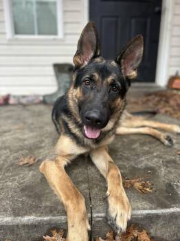 Rescue German Shepherd Dog Dogs for Adoption in Chesterfield, Missouri - Hank | PetCurious
