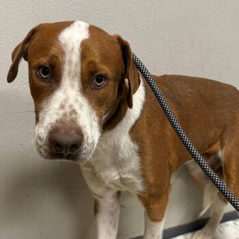 Labrador Retriever Dogs Available for Adoption - Ricky | PetCurious