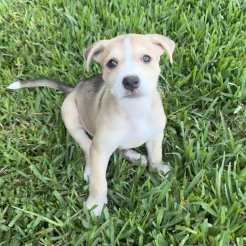 Mop -  Anatolian Shepherd Dog for Adoption in The Woodlands, Texas - Mop | PetCurious