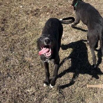 Greyhound and Mixed Breed Dogs Available for Adoption in Driggs, Idaho - Shyra | PetCurious