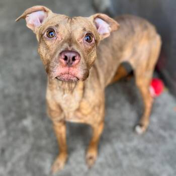 Rescue Pit Bull Terrier Dogs for Adoption in Northbrook, Illinois - Greer | PetCurious