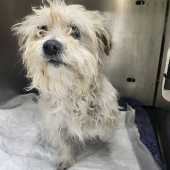 SNOWBALL -  Shih Tzu Dog for Adoption in San Antonio, Texas - SNOWBALL | PetCurious