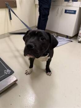 Pit Bull Terrier and Mixed Breed Dogs Available for Adoption - ACE | PetCurious