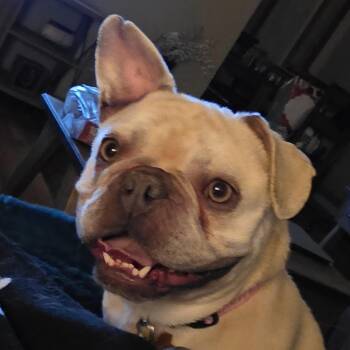 French Bulldog Dogs Available for Adoption - Peaches | PetCurious