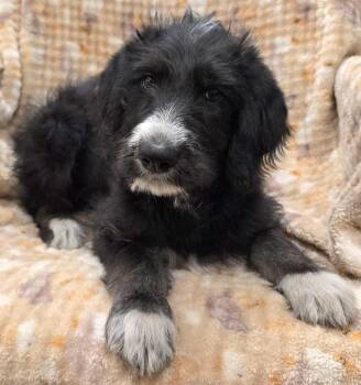 Irkos -  Poodle and Husky Dog for Adoption in Murphysboro, Illinois - Irkos | PetCurious