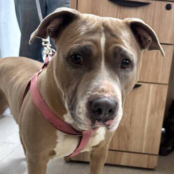 Pit Bull Terrier Dogs Available for Adoption in Taos, New Mexico - Peach | PetCurious