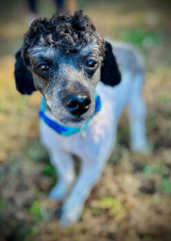 Rescue Poodle Dogs for Adoption in Pacolet, South Carolina - Rex Oct 25 | PetCurious
