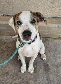 Moose -  Pit Bull Terrier Dog for Adoption in Wichita Falls, Texas - Moose | PetCurious