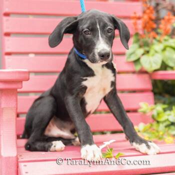 Copernicus -  Retriever Dog for Adoption in Wake Forest, North Carolina - Copernicus | PetCurious