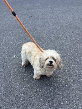 Brice -  Mixed Breed Dog for Adoption in West Chester, Pennsylvania - Brice | PetCurious