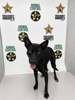 FREYA -  Belgian Shepherd Malinois and Mixed Breed Dog for Adoption in Winter Haven, Florida - FREYA | PetCurious
