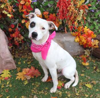 Rescue Pit Bull Terrier Dogs for Adoption in Oklahoma City, Oklahoma - S