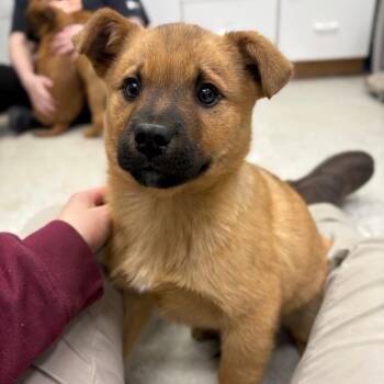 Mixed Breed Dogs Available for Adoption - Smarty | PetCurious