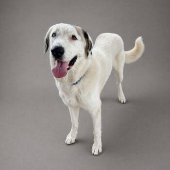 Great Pyrenees Dogs Available for Adoption in Hardeeville, South Carolina - Wuffalo | PetCurious