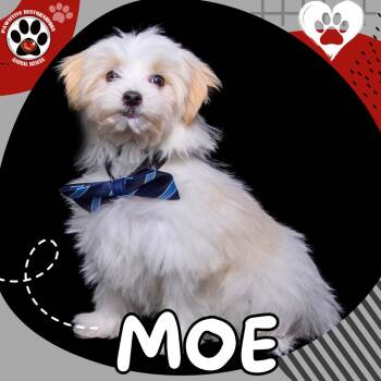 MOE -  Maltese and Yorkshire Terrier Dog for Adoption in Foxfield, Colorado - MOE | PetCurious