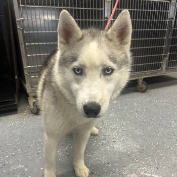 Husky Dogs Available for Adoption - Luna | PetCurious