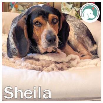 Sheila -  Beagle Dog Available for Adoption in Beach Park, Illinois - Sheila | PetCurious