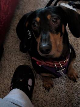 Fred -  Dachshund Dog for Adoption - Fred | PetCurious