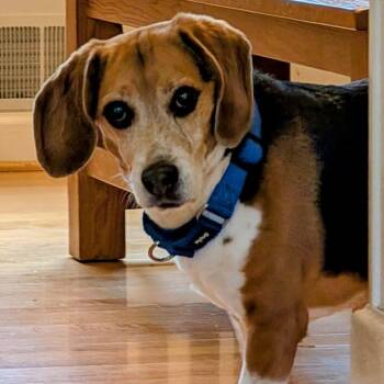Beagle Dogs Available for Adoption in Greece, New York - Rody | PetCurious